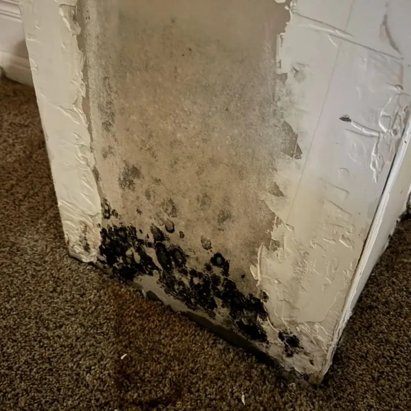 Professional Mold Removal in Gordon, NE
